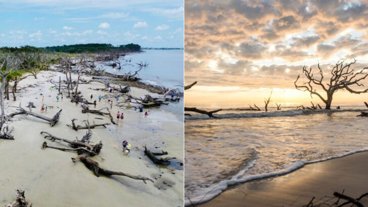 Sun-Bleached Driftwood Makes This Georgia Beach Feel More Like An Art Installation Than A Shoreline