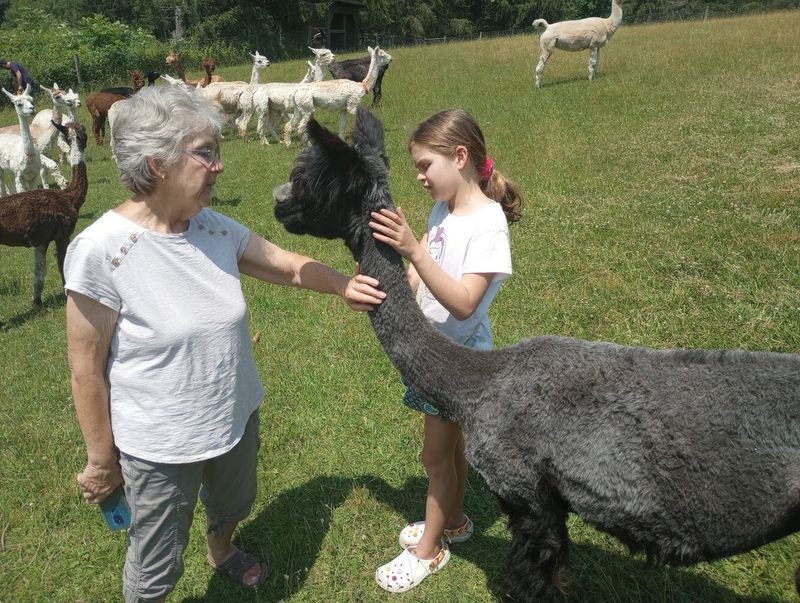 The Alpacas of Spring Acres (Zanesville, OH)