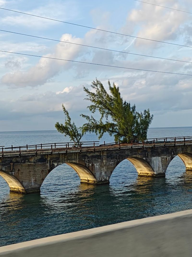 FRED the Tree: The Bridge's Quirky Beloved Landmark