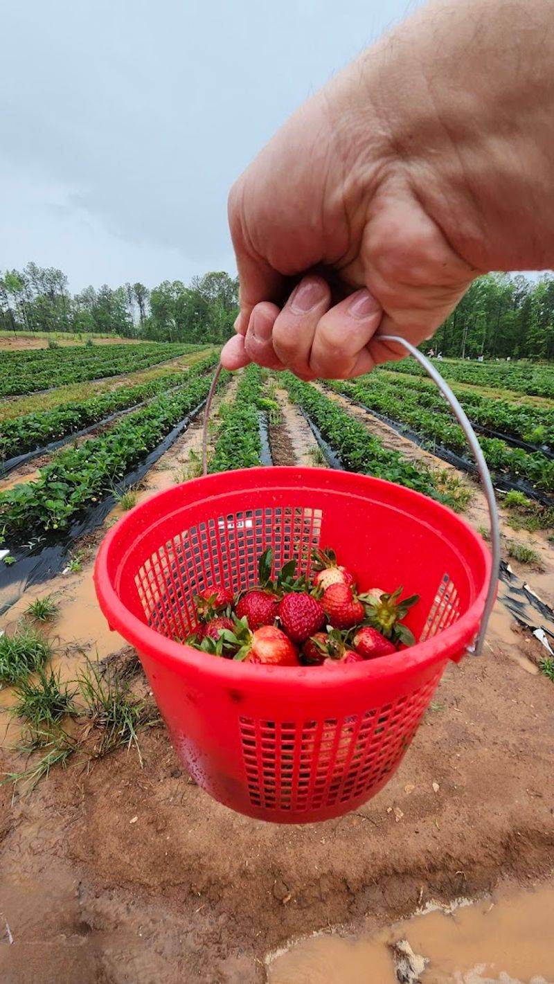Beak and Berry Farm &ndash; Senoia, GA