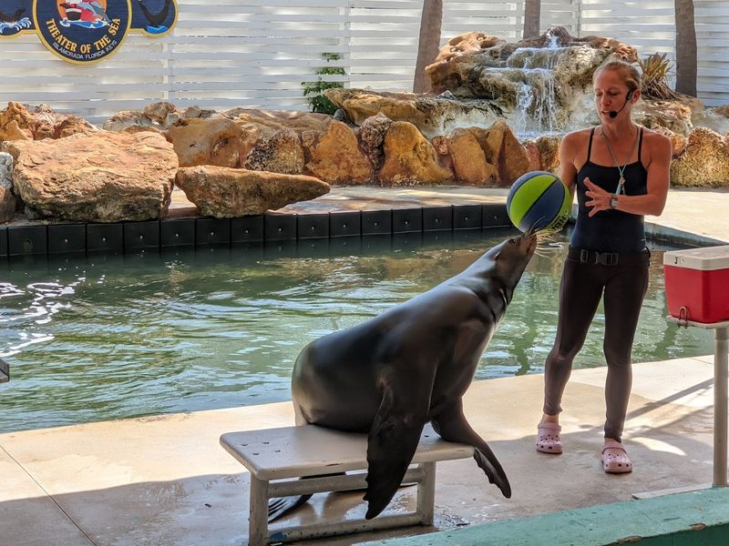 Sea Lion Meet And Greet