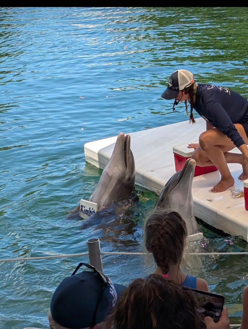 Swim With Dolphins Program