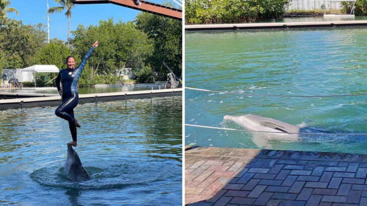 Swim With Dolphins in a Natural Saltwater Lagoon at This 1946 Florida Keys Gem