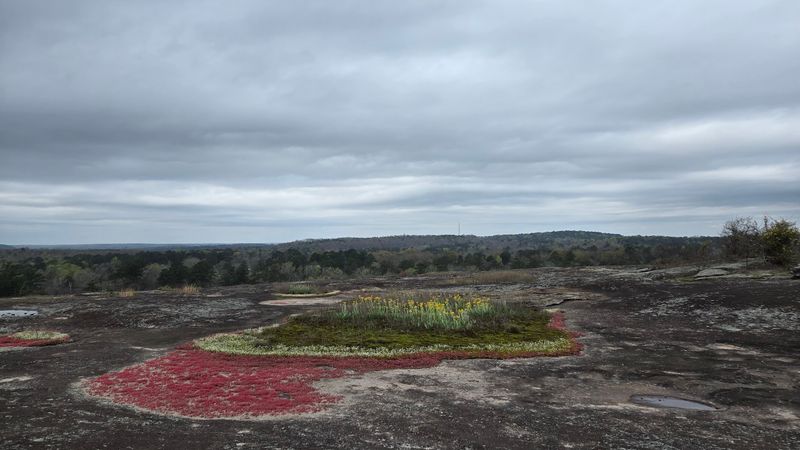 Arabia Mountain Top Trail