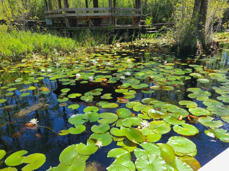 Okefenokee Swamp
