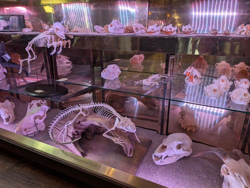 Skulls, Bones, and Natural Specimens