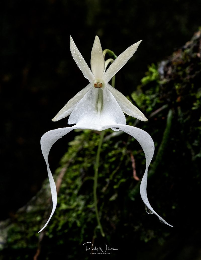 Home of the Elusive Ghost Orchid