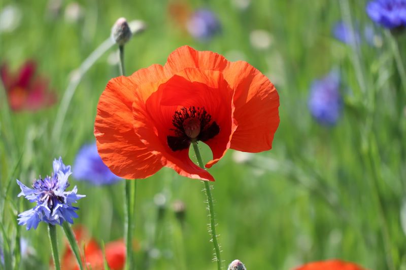 Facilities That Make a Flower Field Easier to Enjoy