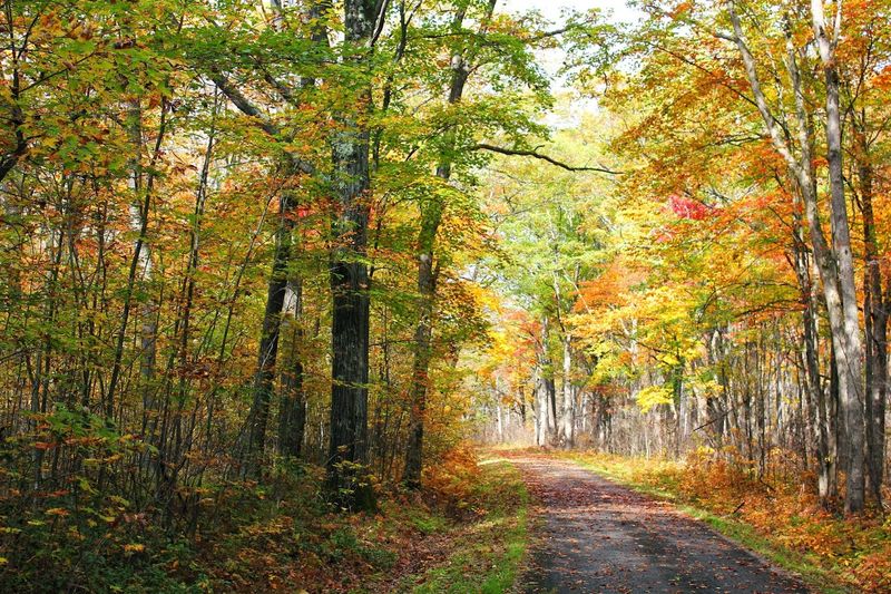 The Allegheny National Forest Setting That Surrounds the Scenic Area