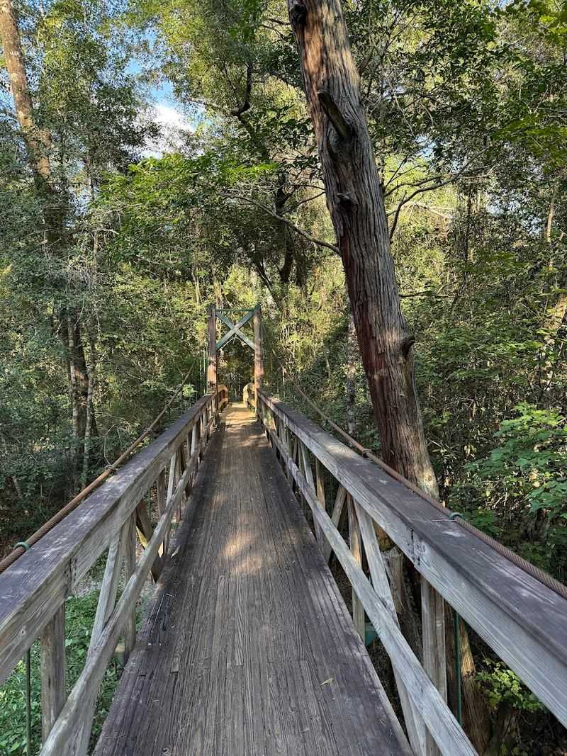 Blackwater River State Forest: Wild Nature Just a Short Drive Away