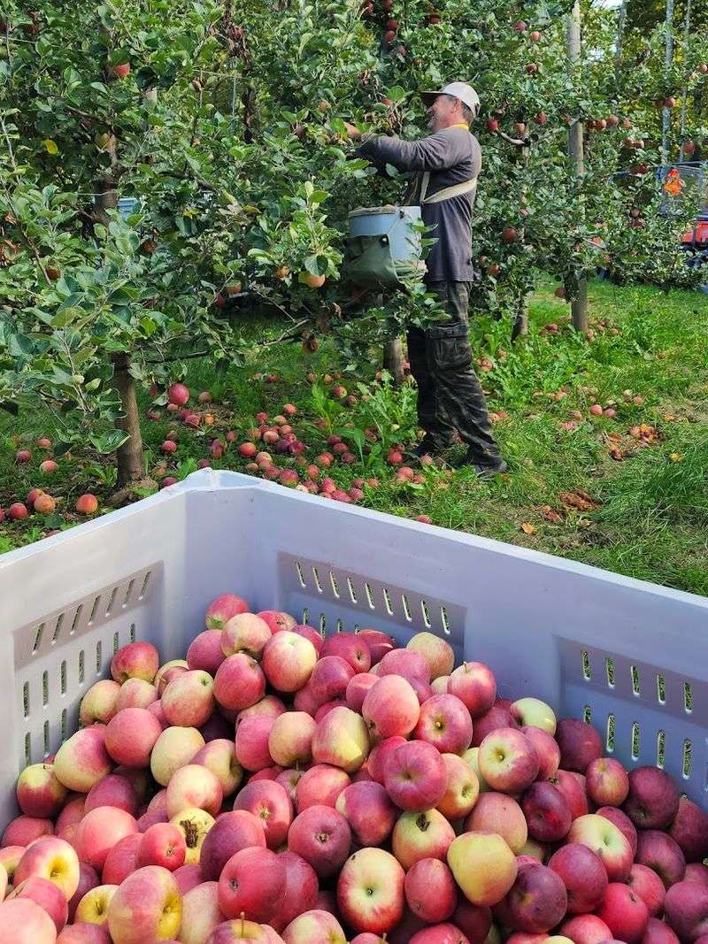 U-Pick Apples Make The Experience Even Better