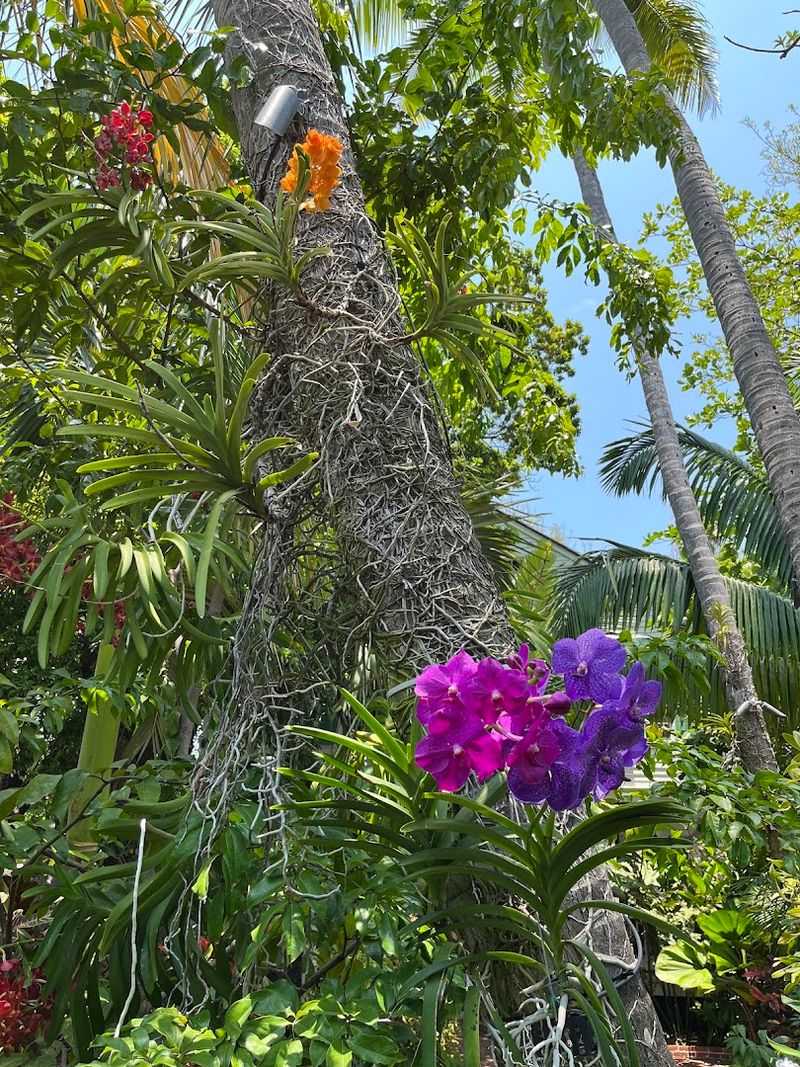 Stunning Orchid Collection and Exotic Flora