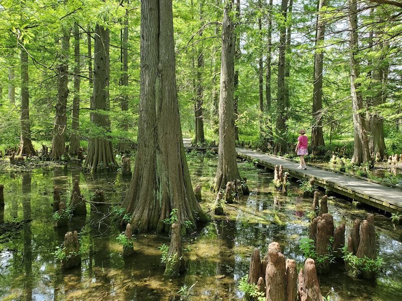 The Cypress Swamp