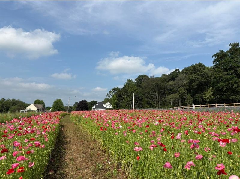 Rows So Straight They Feel Almost Imaginary