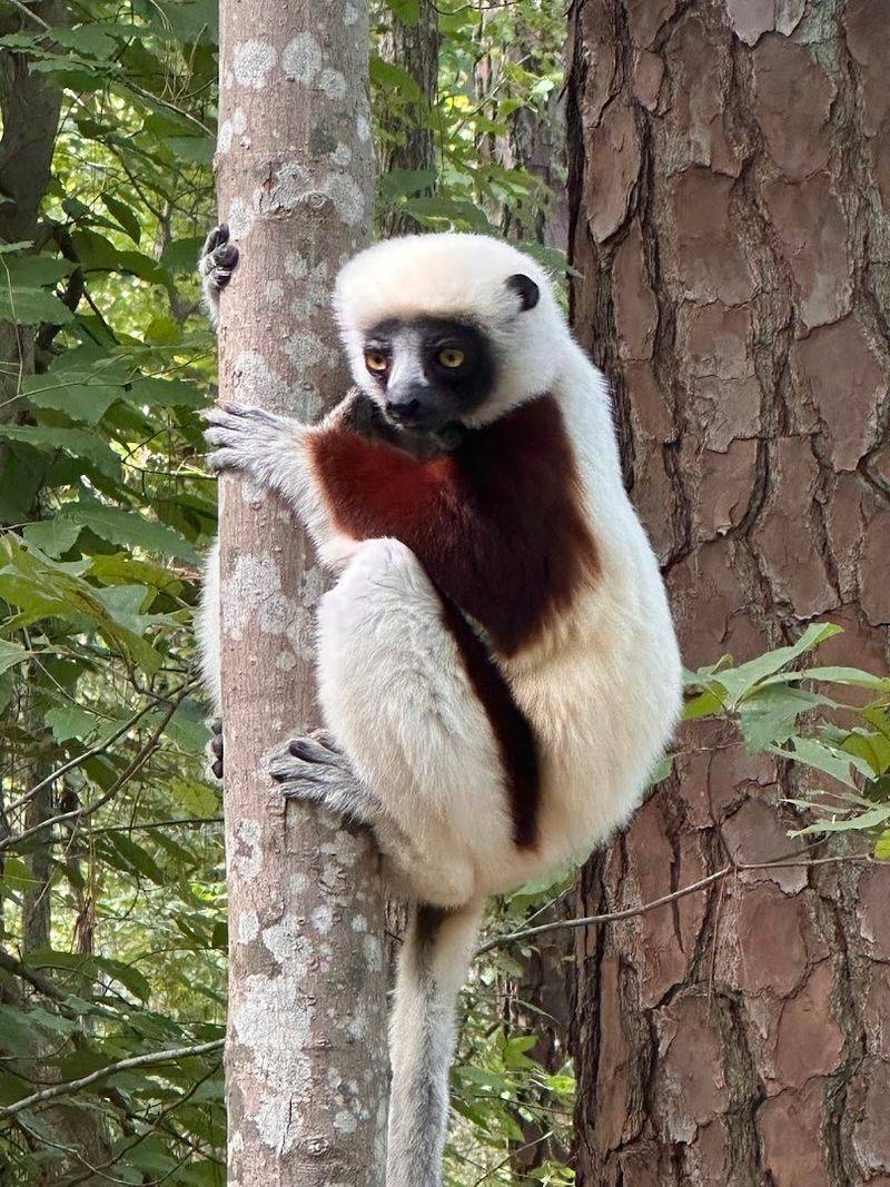 Lemur Species Diversity at the Center