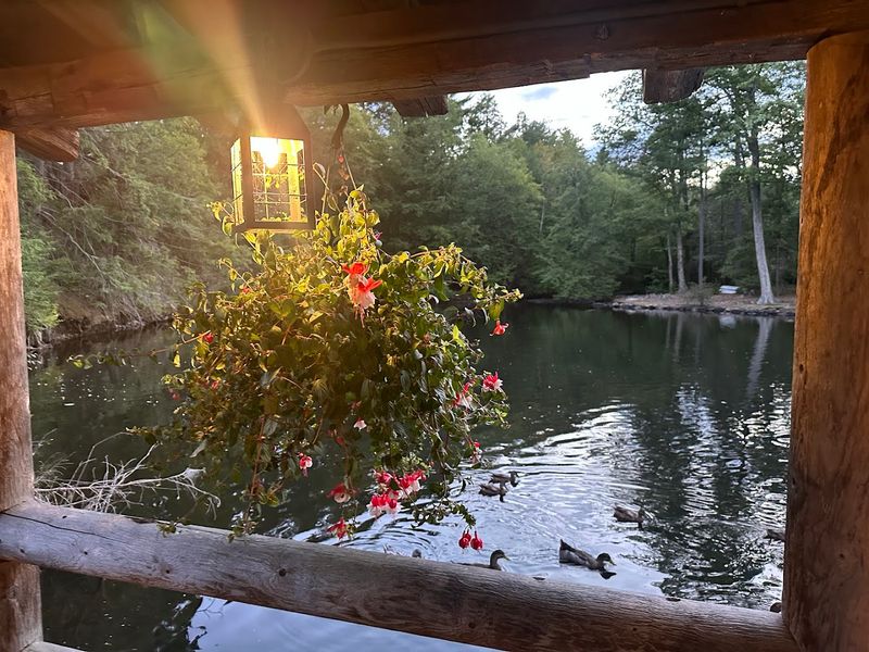 The Duck Pond and Friendly Wildlife