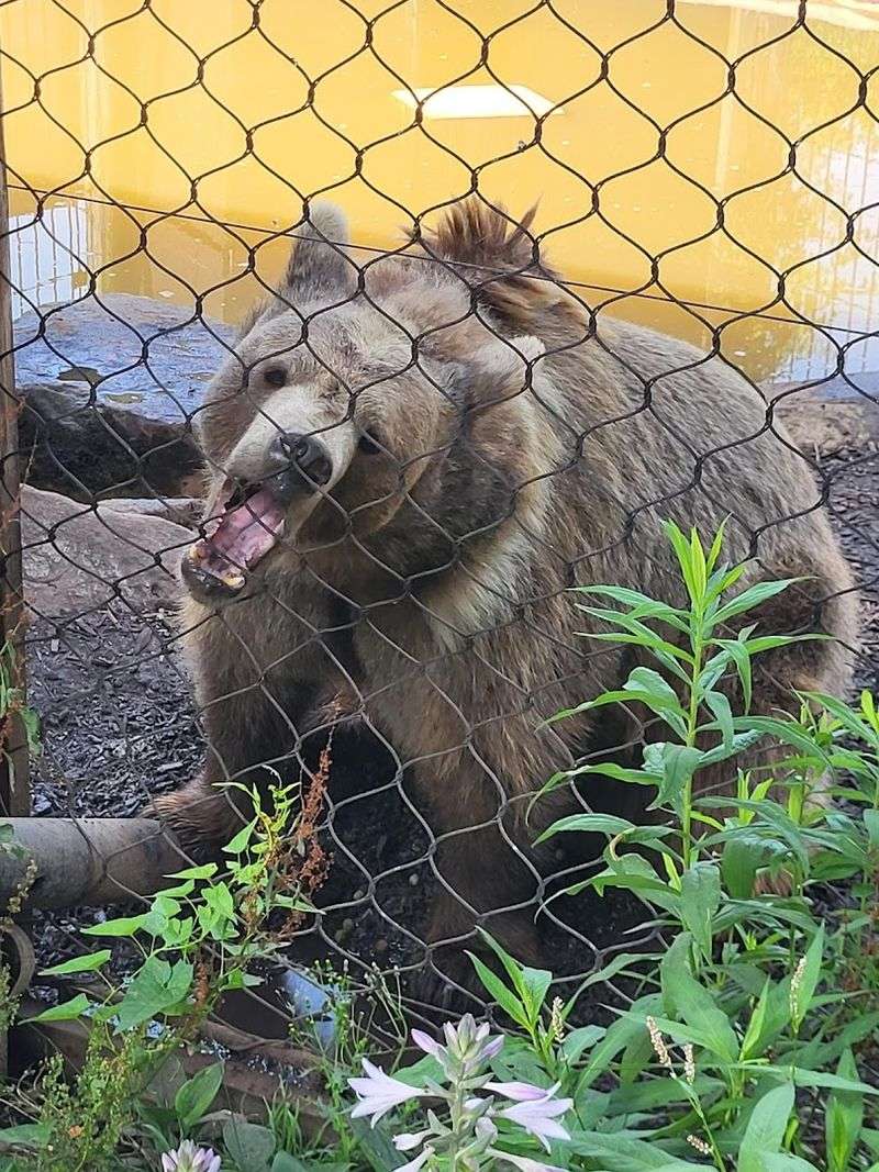 Exotic Highlights: Sloths, White Tigers, and Bears