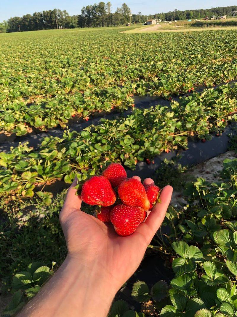 Lewis Nursery & Farms (Rocky Point)