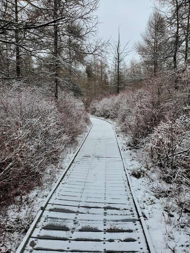 Sphagnum, Peat, and the Floating Mat