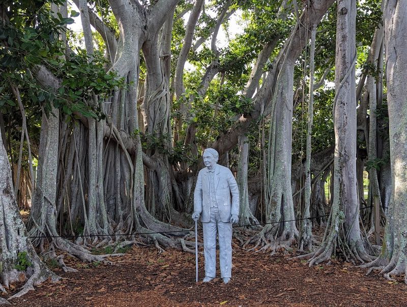 The Great Banyan Tree
