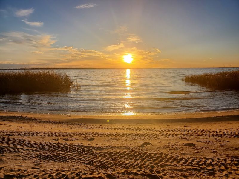 Wildlife and Animal Tracks in the Sand