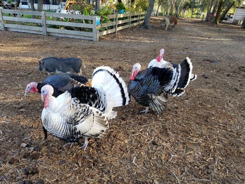 Turkeys, Goats, Peacocks, and More