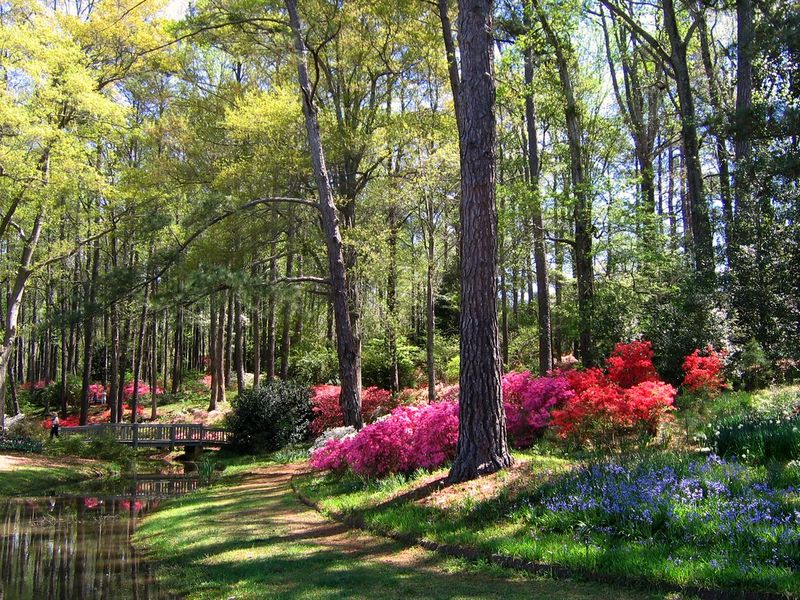 Over 700 Azalea Varieties in One Place