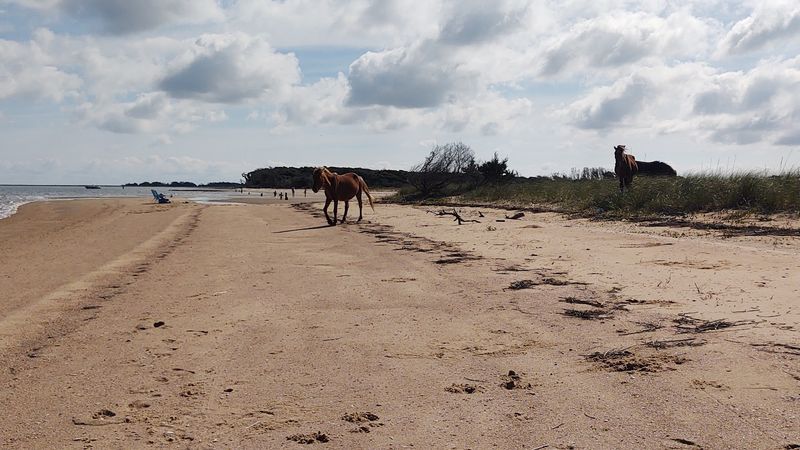 Wild Horses of Shackleford Banks