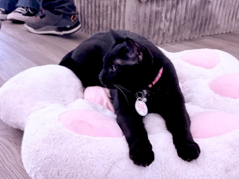 Where the Cats Come From: Local Shelters and Rescue Partners