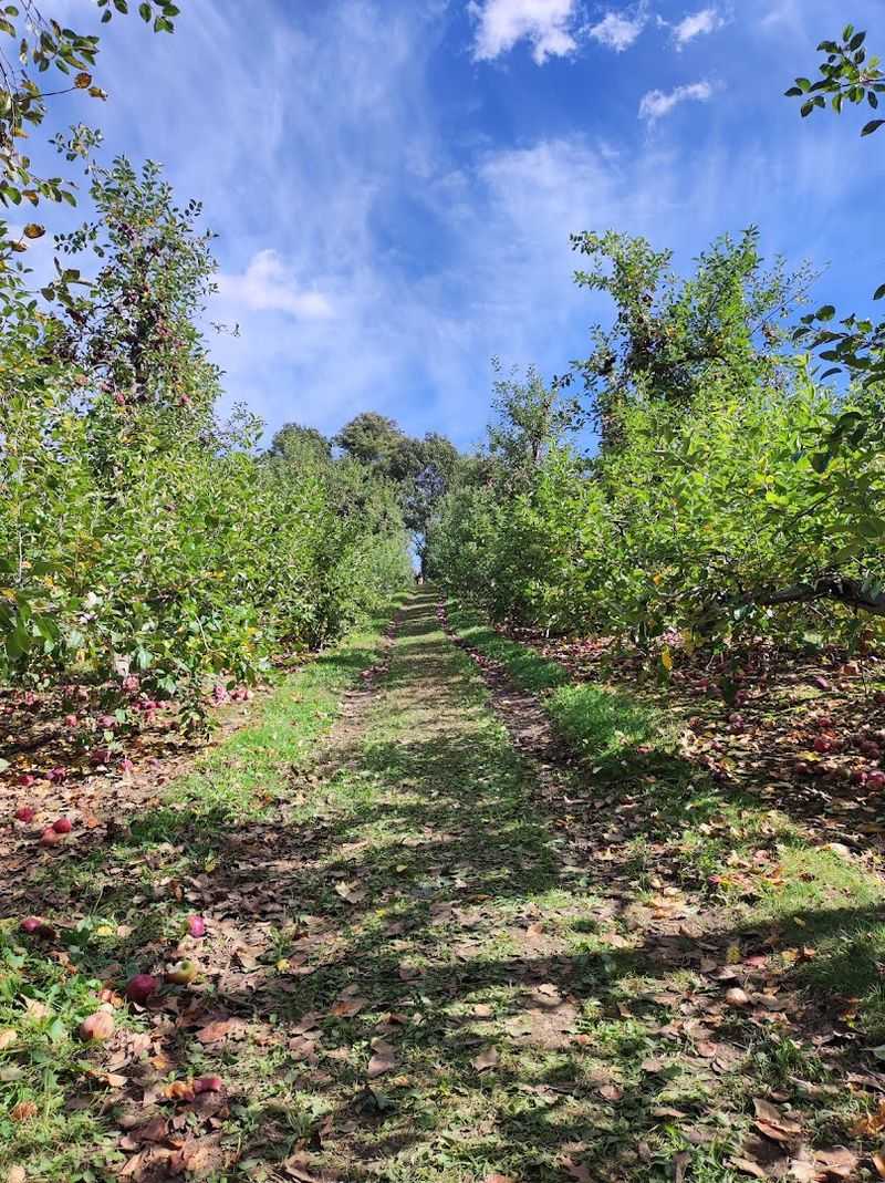 The Apple Orchard Is More Than A Pretty Backdrop