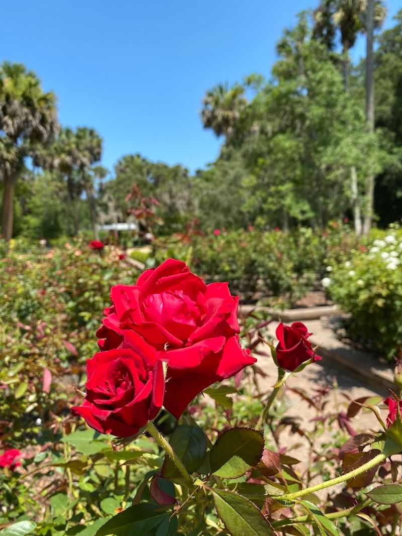 The Formal Rose Garden And Gazebo