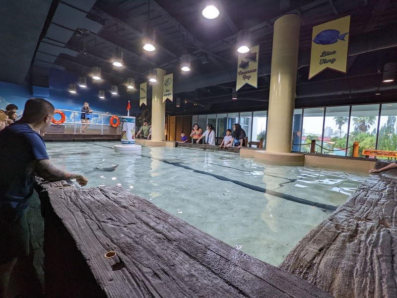 Stingray Beach Interactive Touch Tank