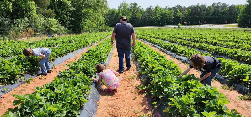 U-Pick Experience and Family Fun