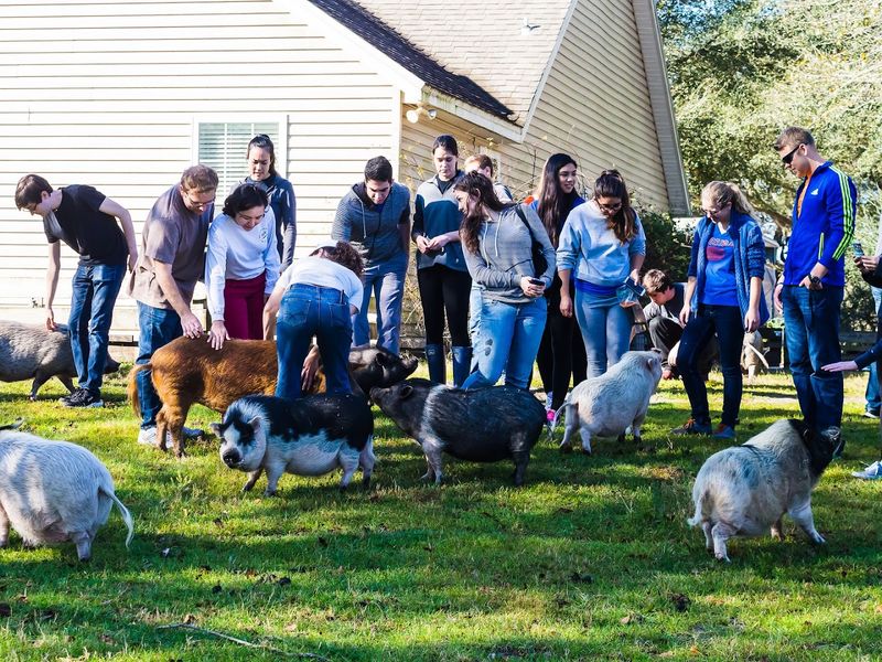 Free-Roaming Pigs and Their Irresistible Personalities
