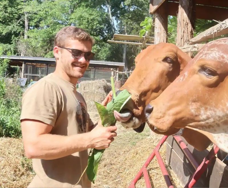 Feeding the Cows With Carrots, Bananas, and Celery