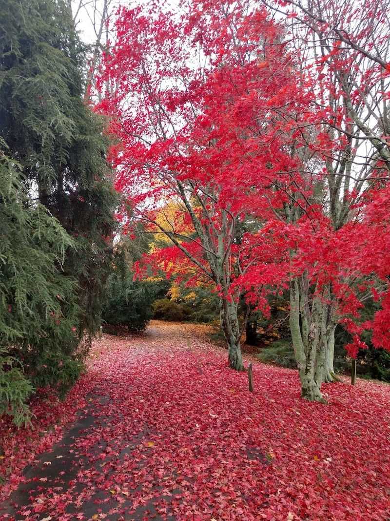 Flowering Trees and Seasonal Blooms