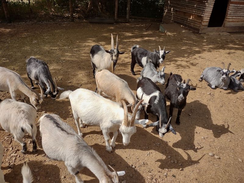 More Than Deer Wanders Through the Park