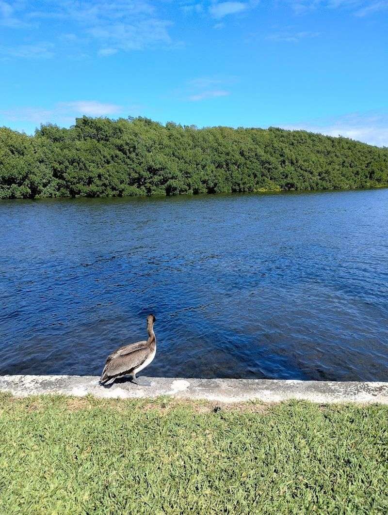 Native Wildlife Beyond Manatees: Birds, Deer, and Rare Species Roaming the Estate