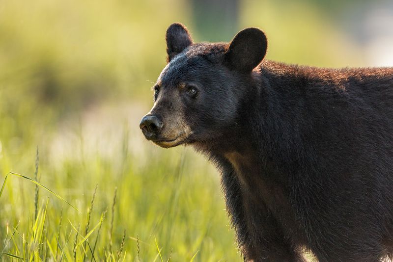 Black Bears in the Subtropical Wild