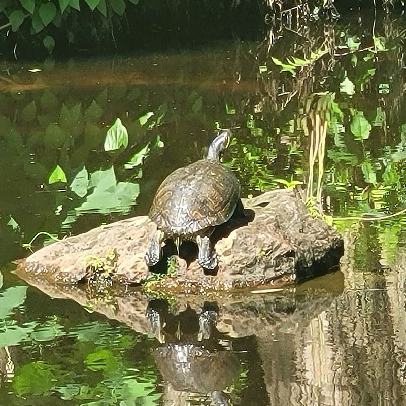 Wildlife Encounters Along the Garden Grounds