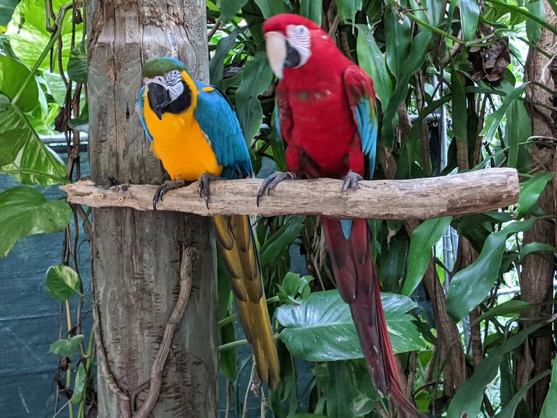 A Bird Lover's Paradise: Aviaries and Exotic Species
