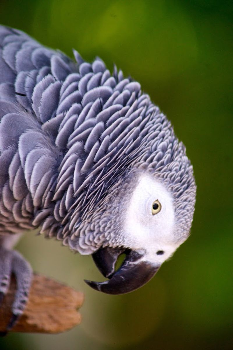 A Blend of Exotic Birds and Native Wildlife