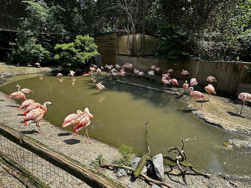 The Flamingo Feeding Experience