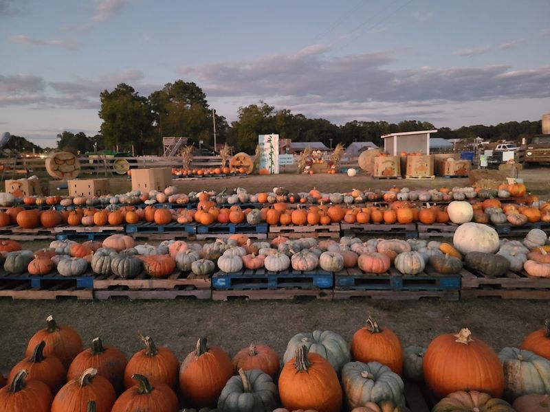 Seasonal Events and Festivals: When the Farm Gets Especially Busy