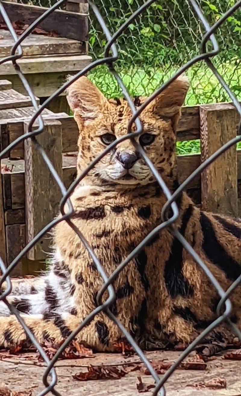 The Smaller Wild Cats Quietly Change The Conversation