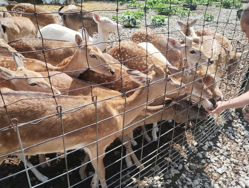 The Deer Are Sweet, Smart, and Snack-Obsessed