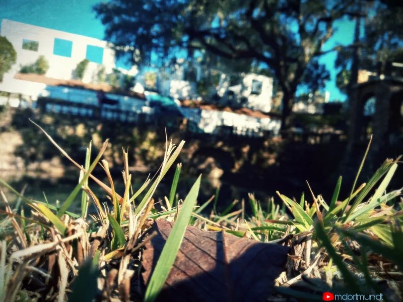 Old-School Southern Garden Charm