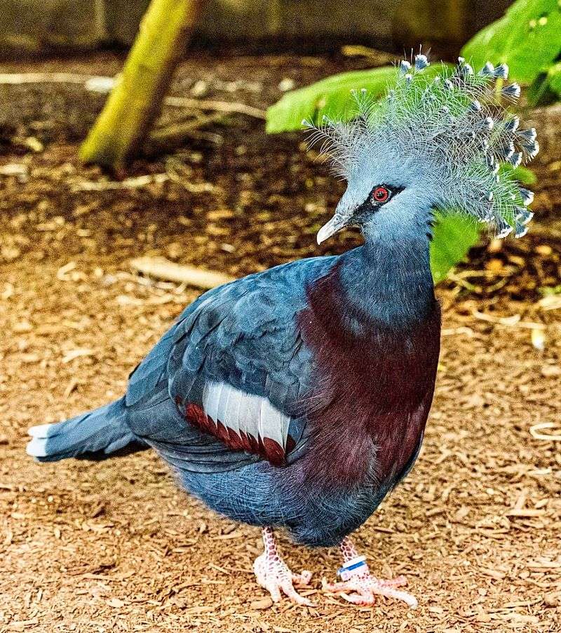 The Victoria Crowned Pigeon
