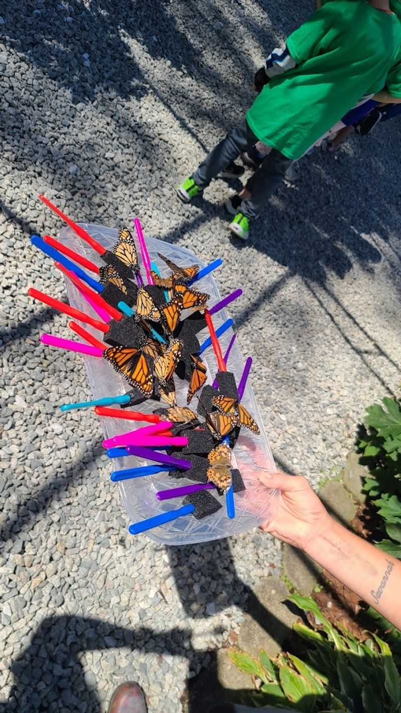 Hands-On Feeding and Butterfly Landings