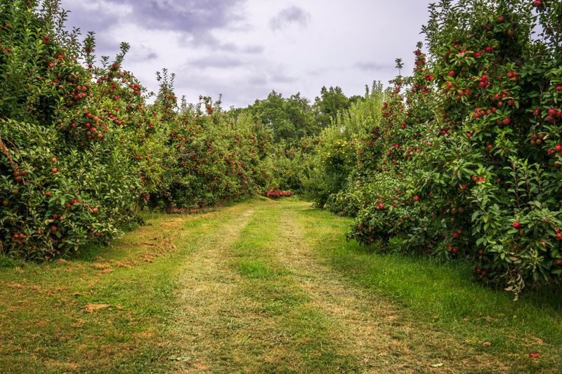 Lynd Fruit Farm